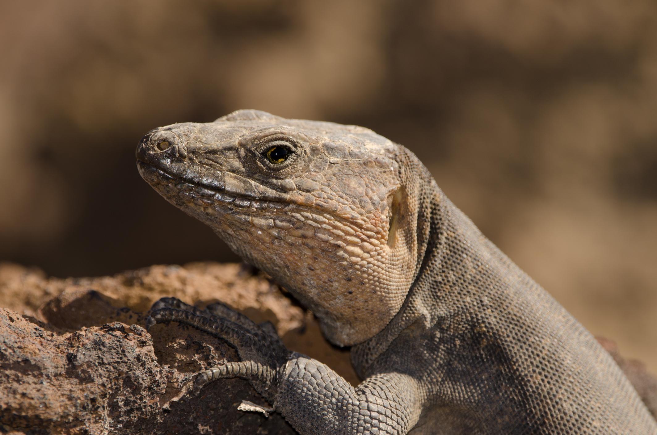 Canaria giant lizard. Photo: Getty.